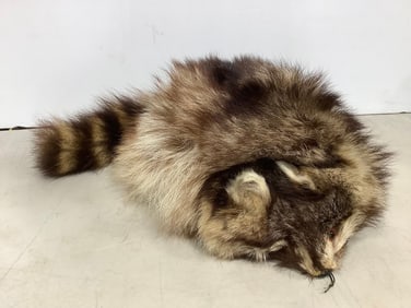 Real Raccoon Hat