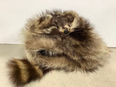 Real Raccoon Hat