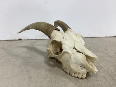 Goat Skull