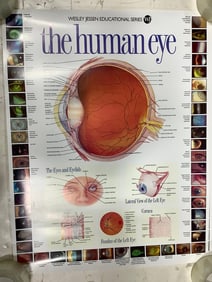 The Human Eye Art Print (22inx28in)