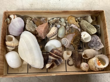 Various Shells, and more