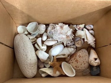 Various shells