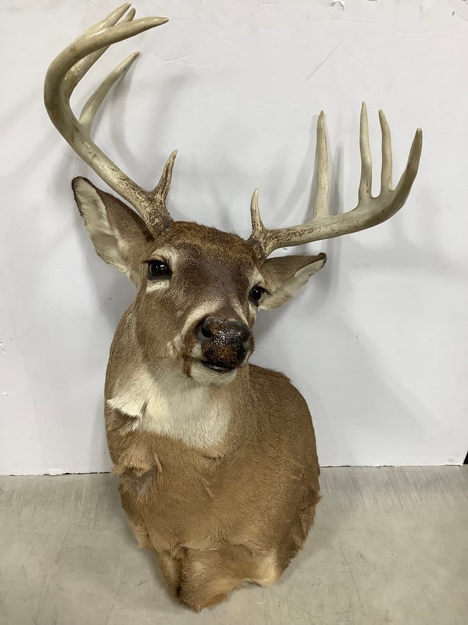 10 Point Deer Head *GREAT Condition* (1 of 1)