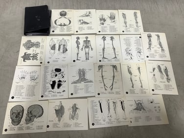 Vintage 1950s Anatomy Study Cards with Case