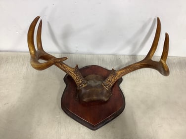 8 point antler decor