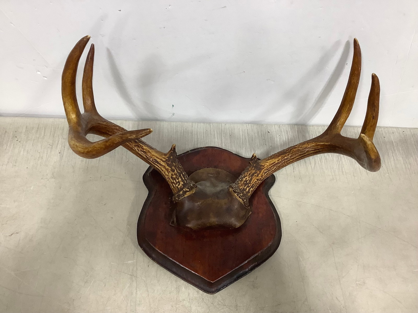 8 point antler decor: 8 point antler decor