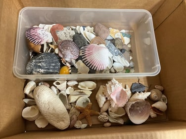 Various seashells