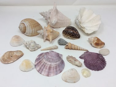 Various Shells