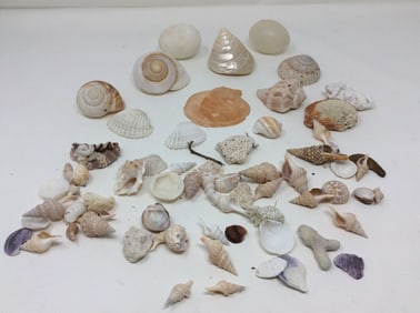 Various Shells
