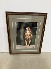 Framed and Signed 1991 Owl Photograph (12inx15in)