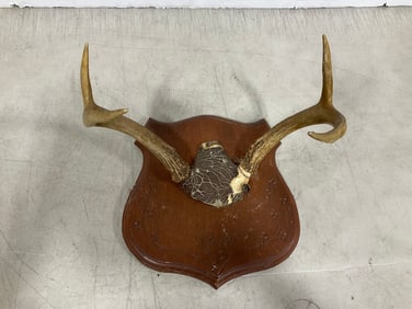 Antler wall decor