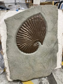 Fossil decor(35in.x48in.)