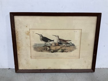 Framed Red Backed Sandpiper(11in.x15in.)