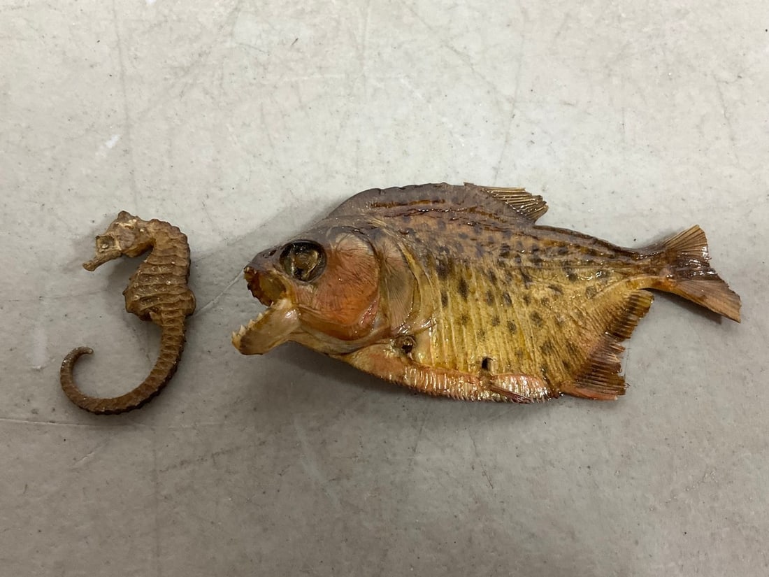 Pirahna and Seahorse Taxidermy Fish: Pirahna and Seahorse Taxidermy Fish