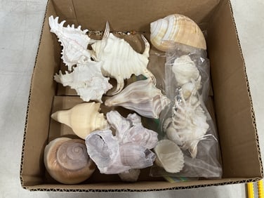 Various shells
