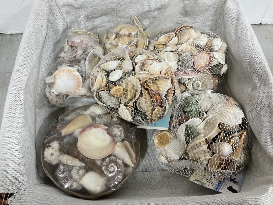 Various shells (1 of 1)