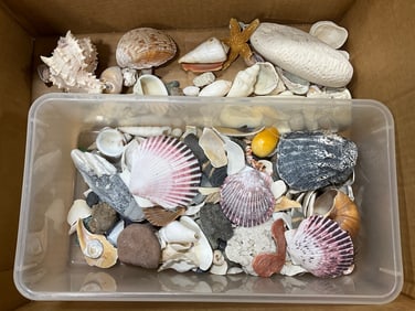Various Shells