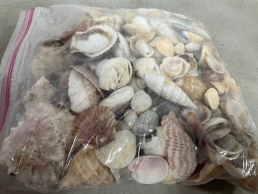 Various Shells