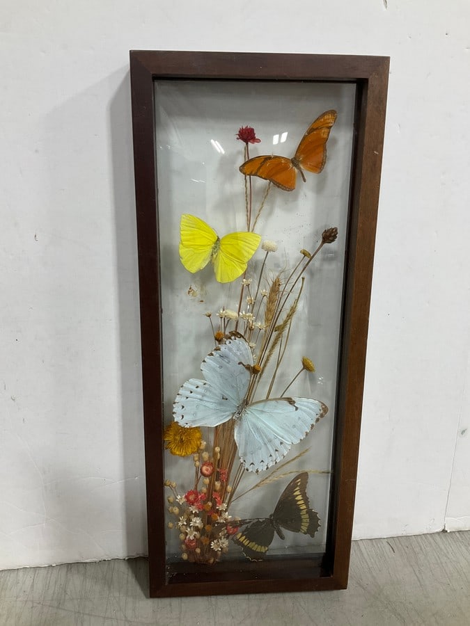 Framed Shadowbox Display with Preserved Butterflies/Flowers (6.5inx16.5in) (1 of 1)