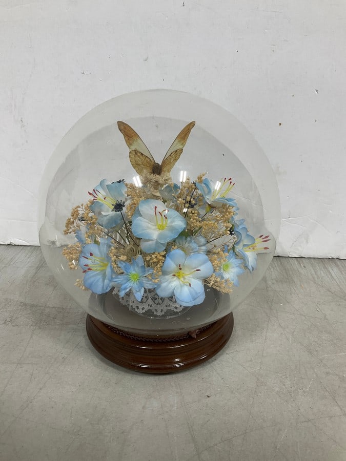 Preserved Butterfly in Rotating Music Box (Tallest - 9.5in): Preserved Butterfly in Rotating Music Box (Tallest - 9.5in)