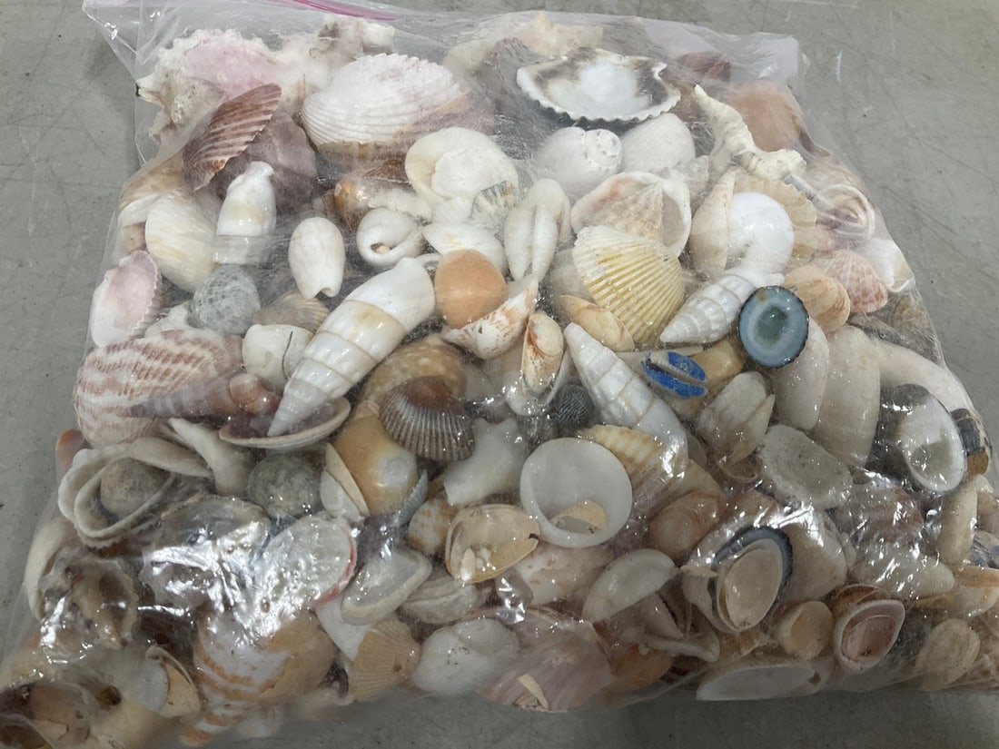 Various Shells (1 of 1)