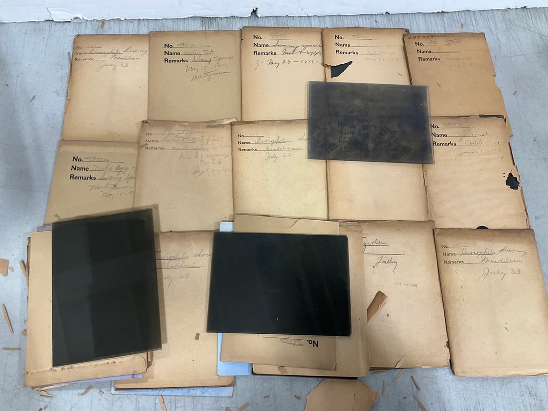 Various Glass Photographic Negatives/Slides: Various Glass Photographic Negatives/Slides