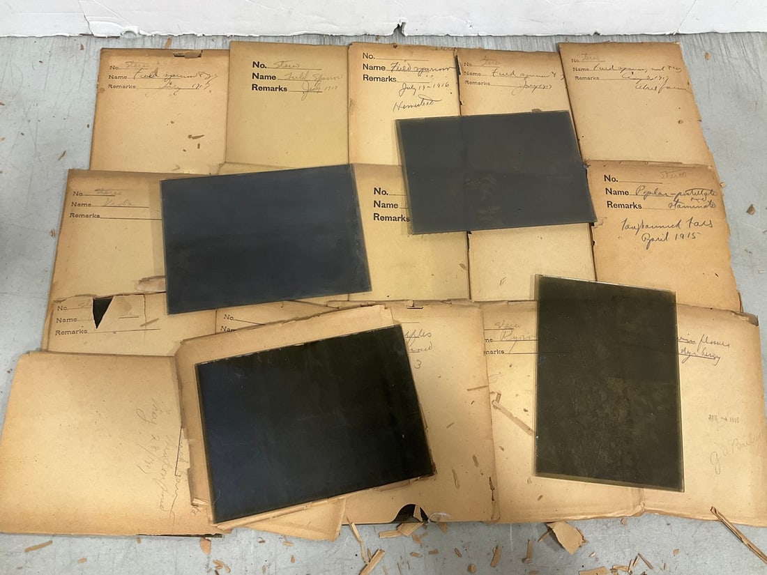 Various Glass Photographic Negatives/Slides: Various Glass Photographic Negatives/Slides