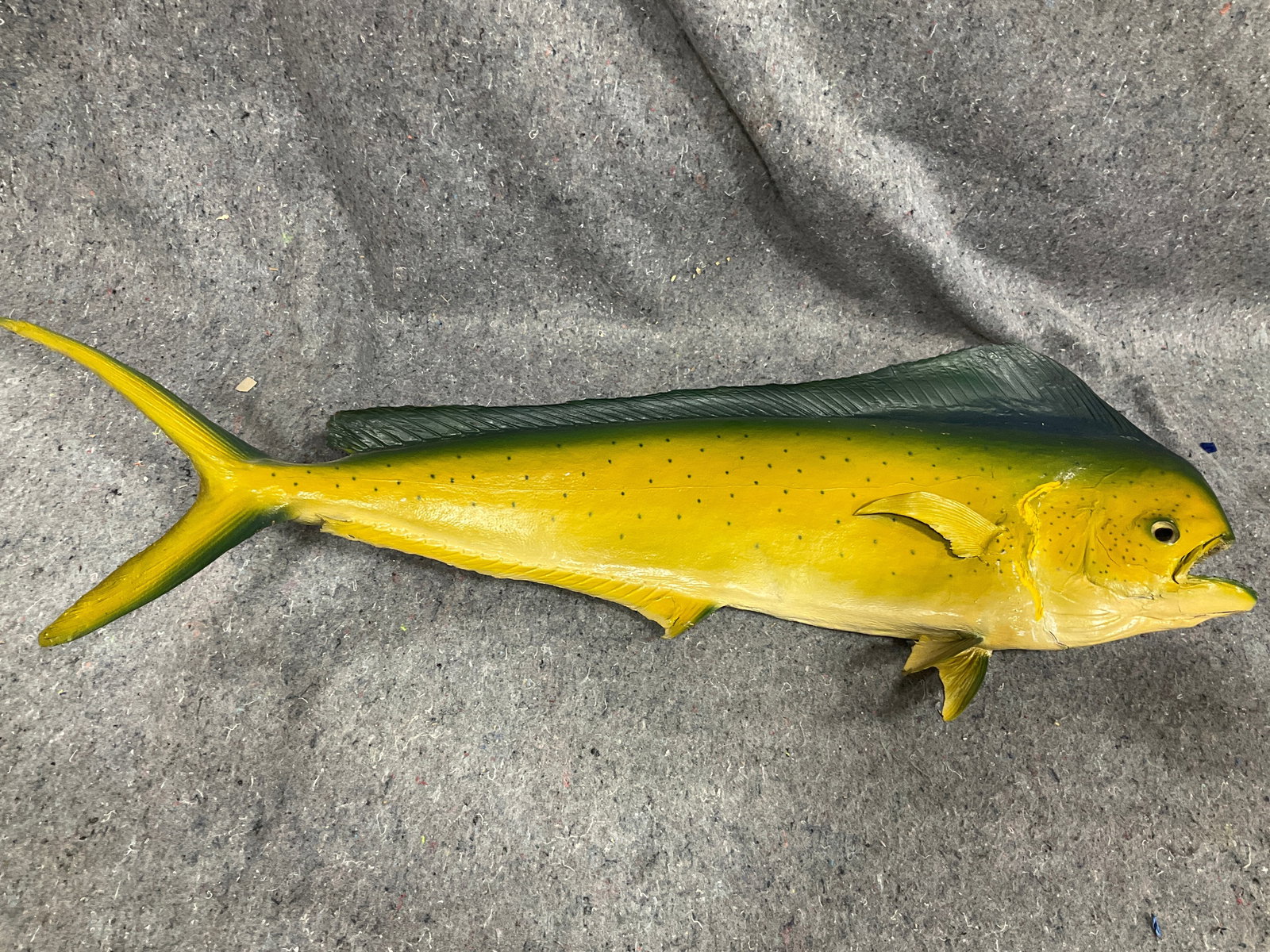 Mahi-Mahi Taxidermy Fish (11.5inx32.5in) (1 of 1)
