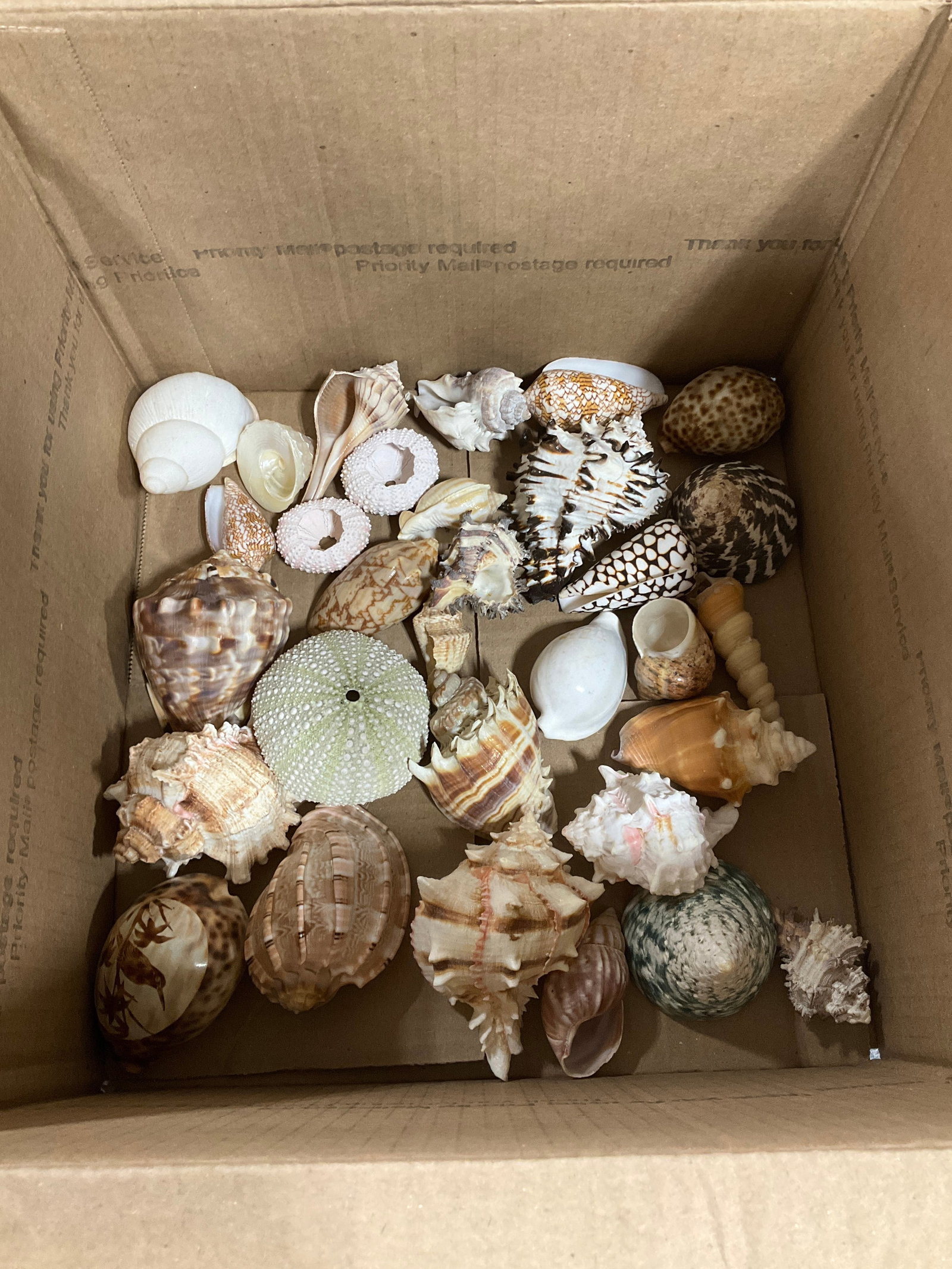 Various seashells: Various seashells