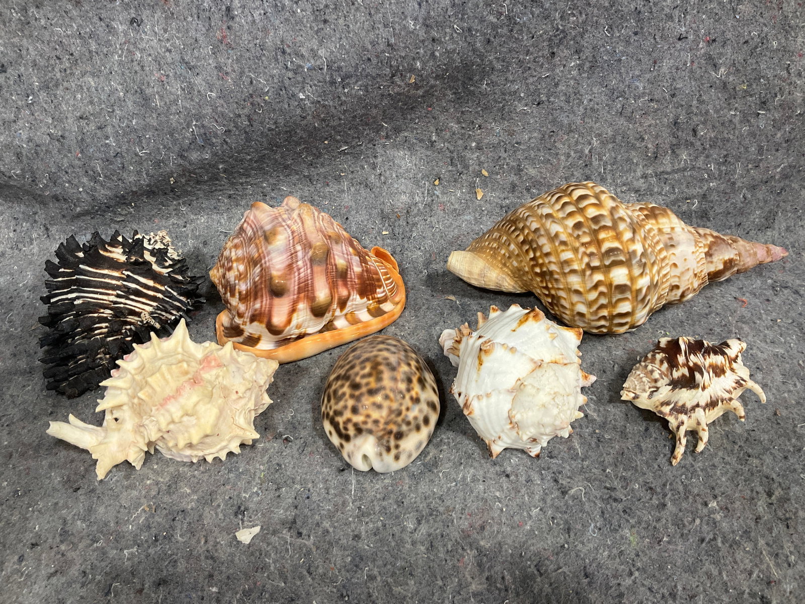 Decorative shells (1 of 1)