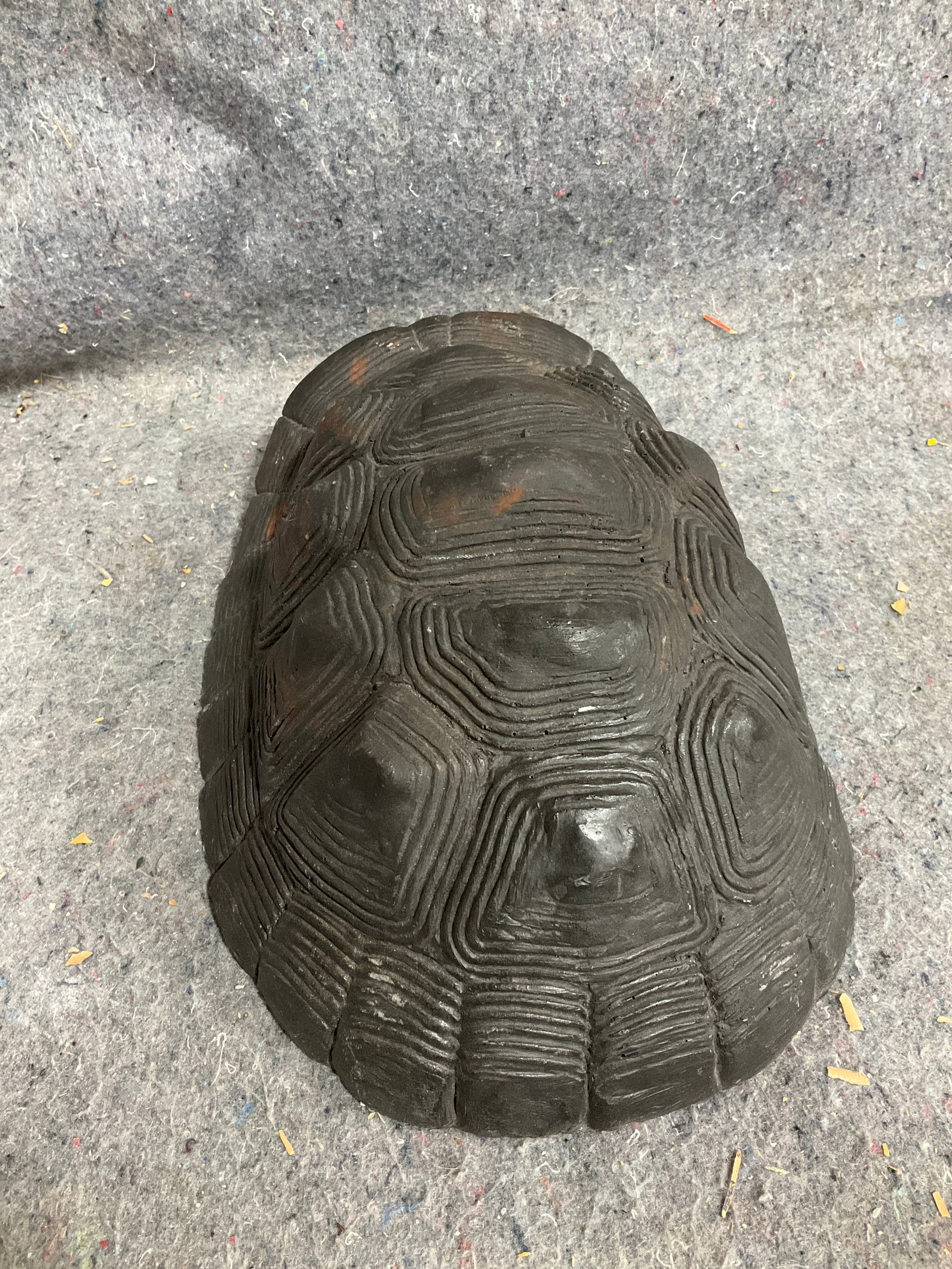 Fake turtle shell(12in long): Fake turtle shell(12in long)