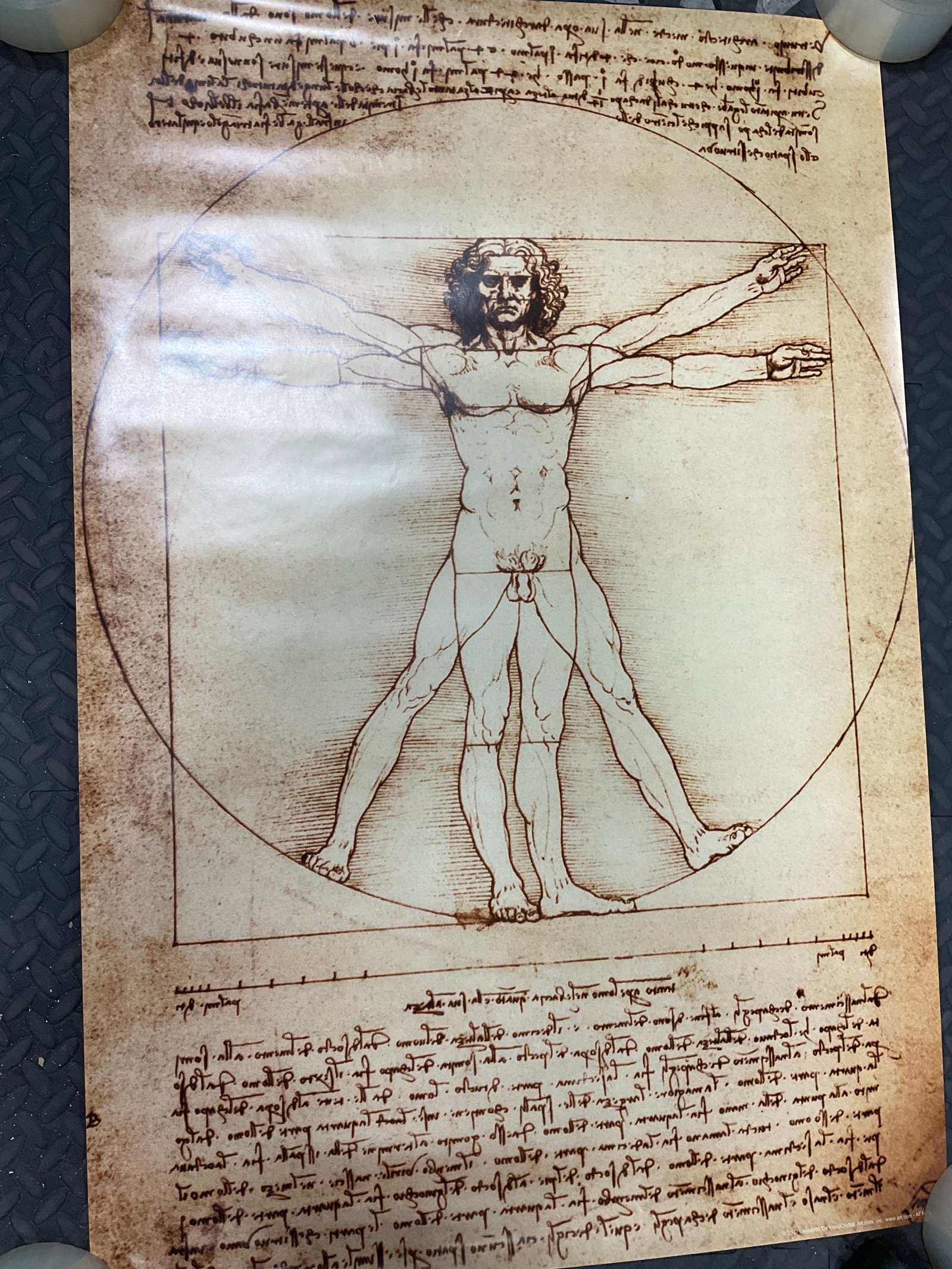 Vitruvian Man Art Print (24inx36in) (1 of 1)