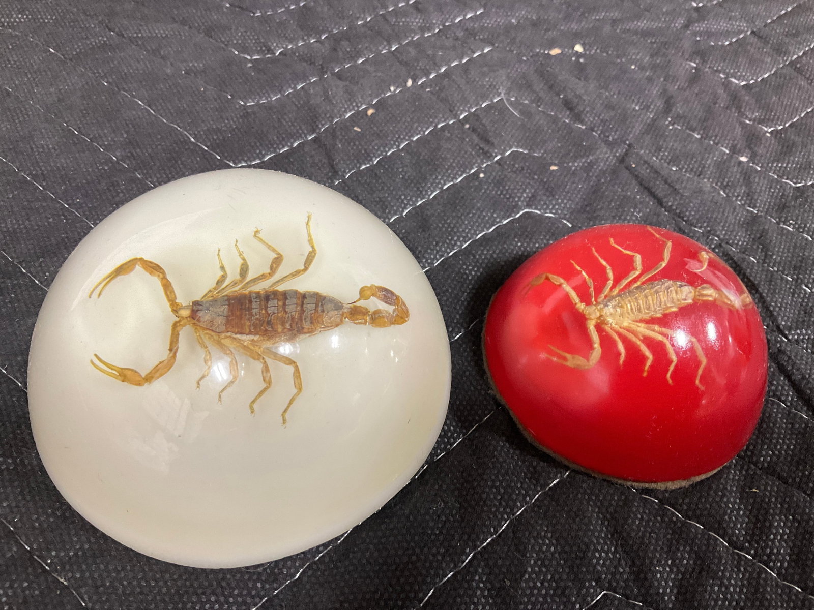 Scorpion Paperweights (4in Across) (1 of 1)