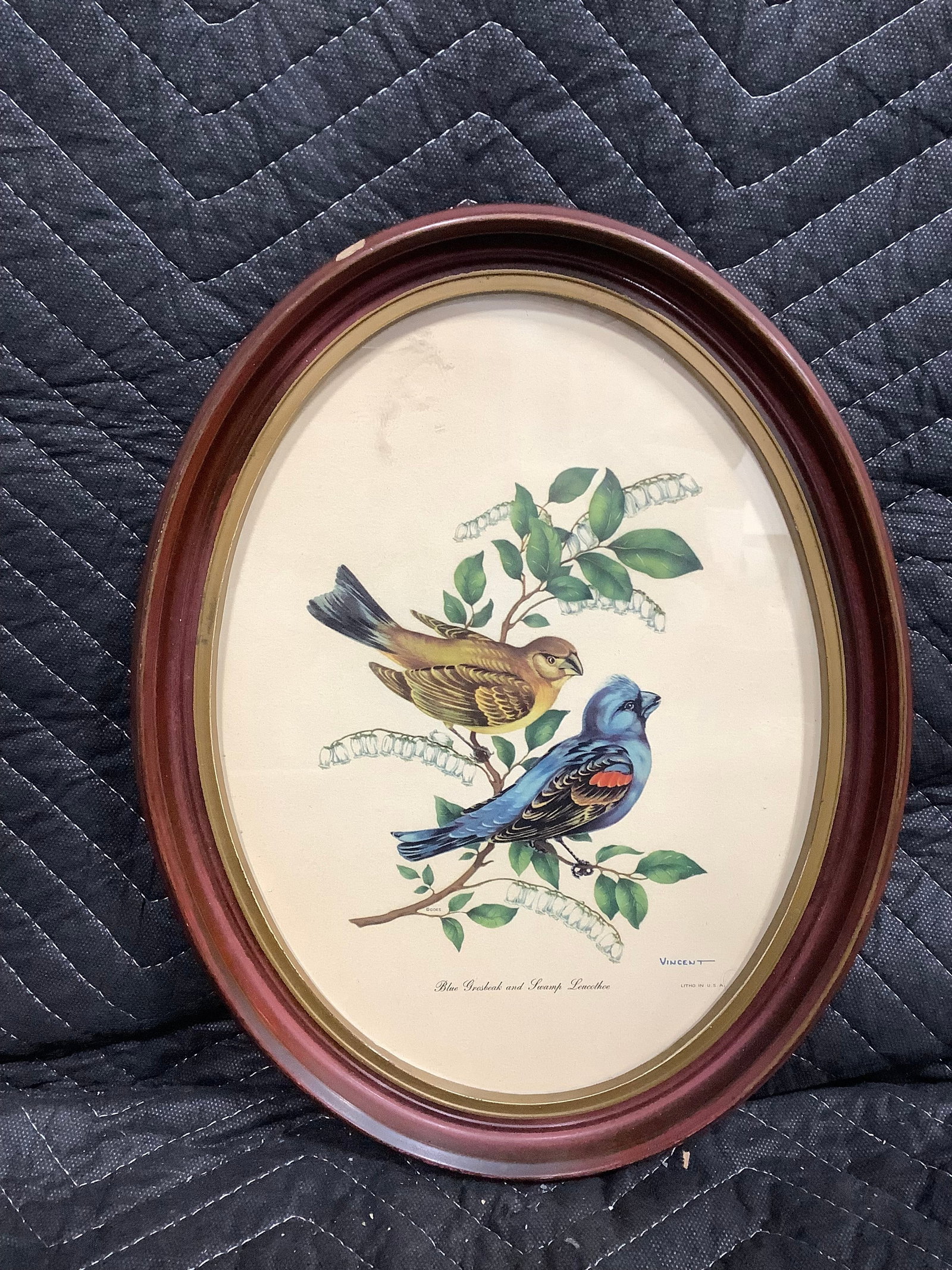 Blue Grosbeak and Swamp Leucothoe framed print signed Vincent(10inx13in) (1 of 1)