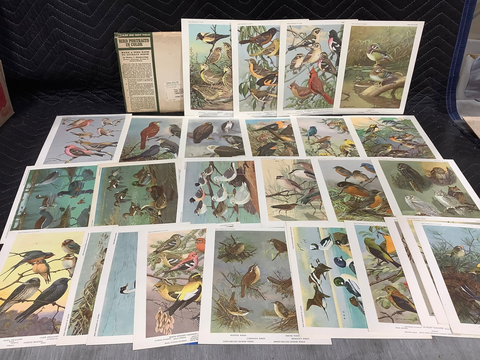Vintage bird prints in color(7inx8.5in) (1 of 1)