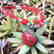 Exclusive Design - Natural Coral Tibetan Necklace - 2