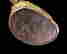 item-65115615=5