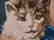 Hand Knotted Carpet Portrait - 7
