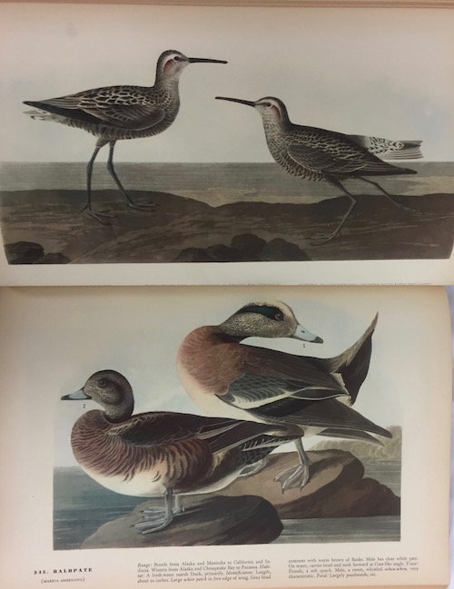 John James Audubon 1937 Birds of America Book: John James Audubon Birds of America Book with Beautiful Colorful Illustrations. The MacMillan Company New York 1937.