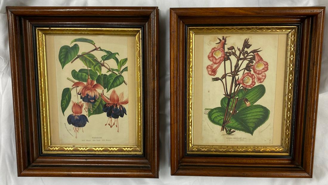 (2) Horto Van Houtteano | Botanicals Hand Colored circa (1 of 4)