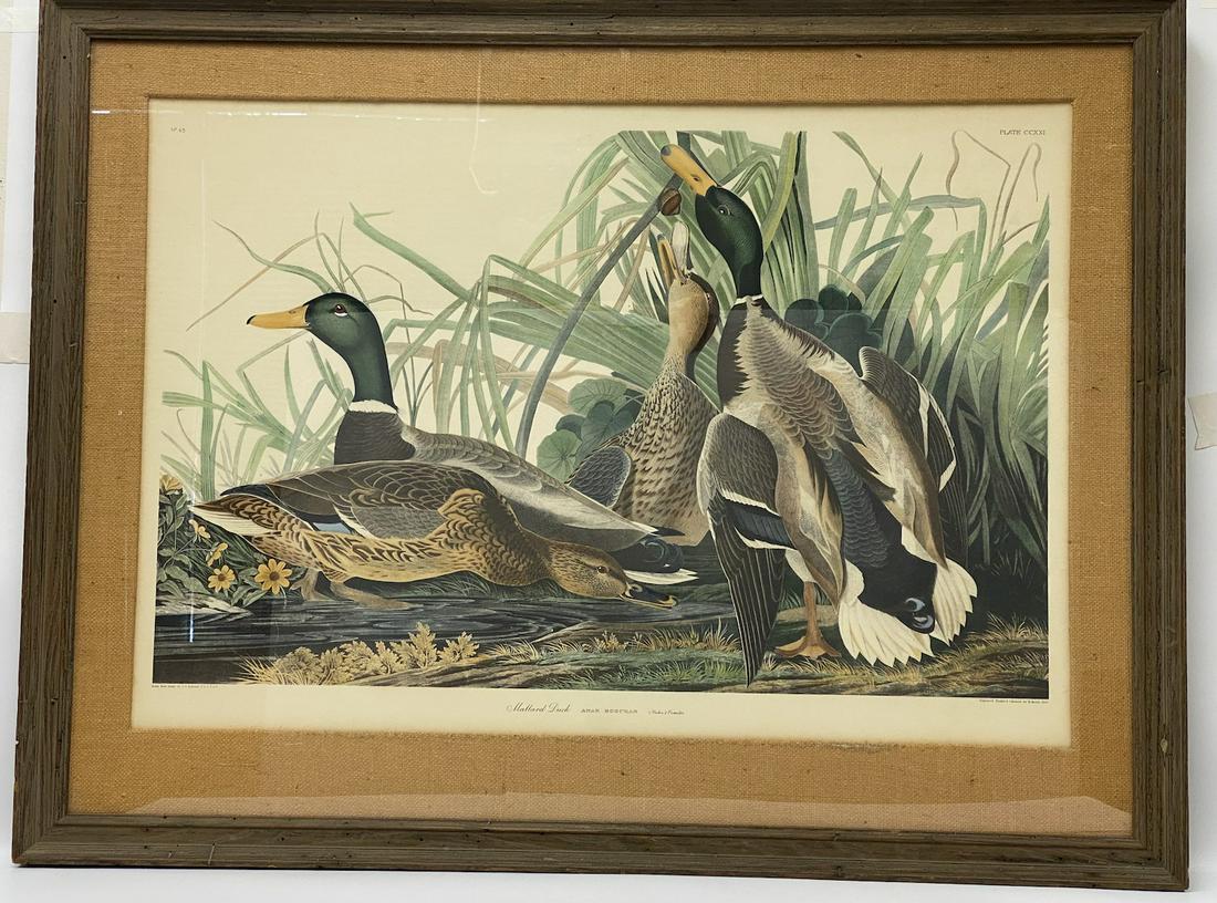 Hand Colored Audubon Mallard Ducks (1 of 4)