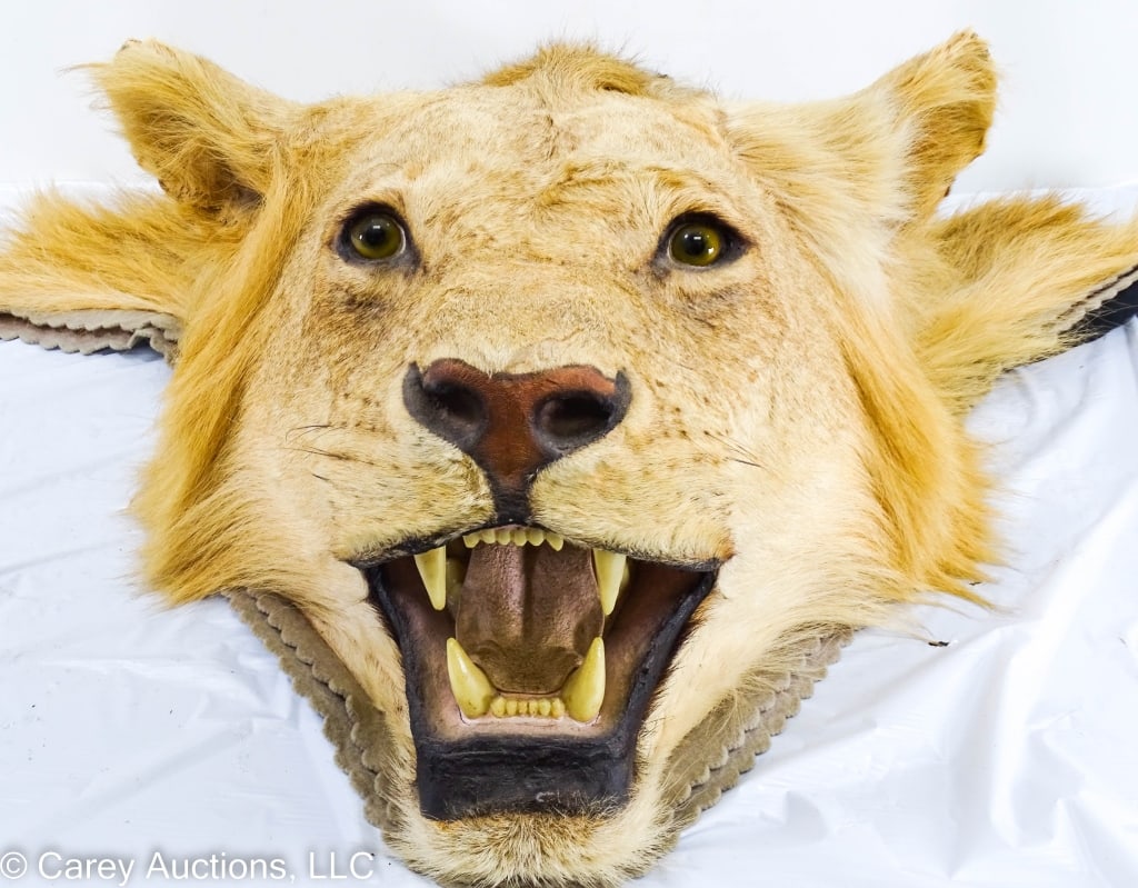 AFRICAN TAXIDERMY LION HEAD AND PAWS CUT FROM RUG (1 of 9)
