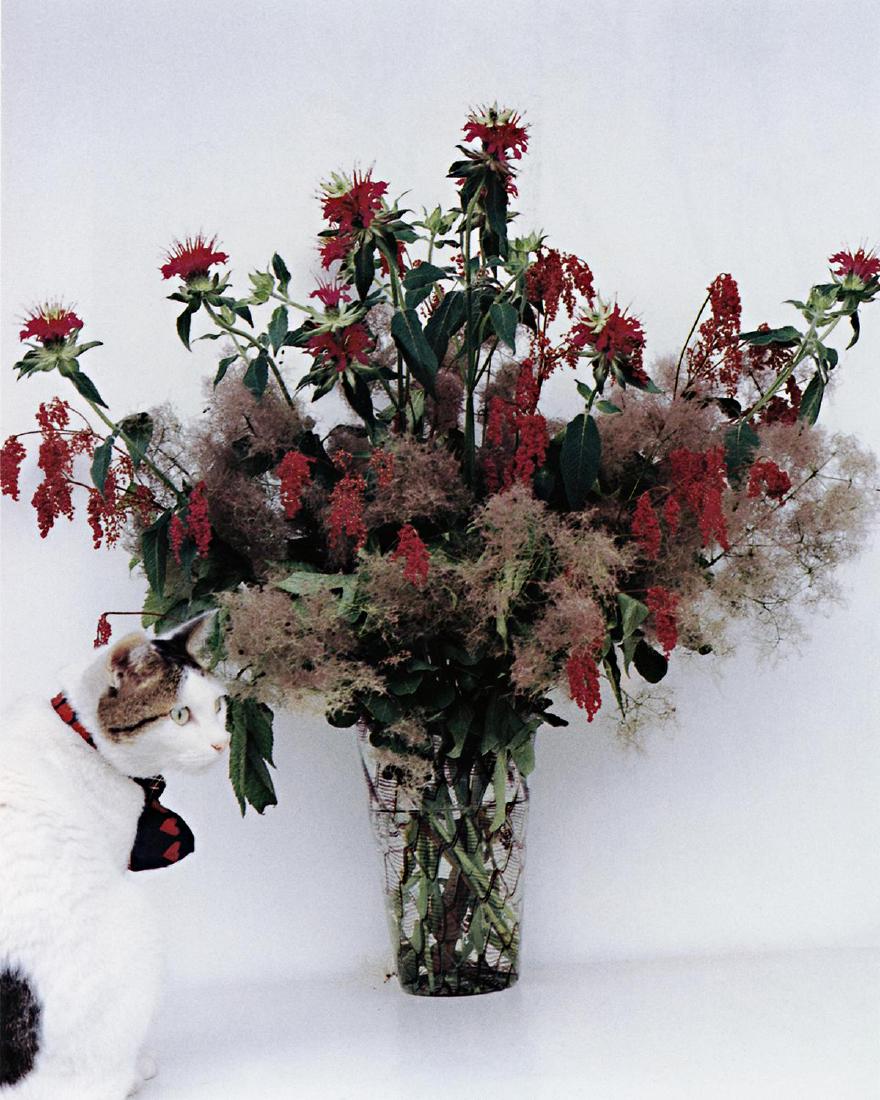 Chiro - Nobuyoshi Araki (1 of 1)