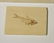 Group of Fossils - 4