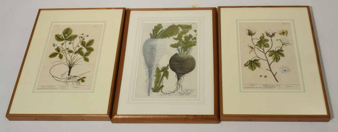 18th C. Botanical Prints (1 of 8)