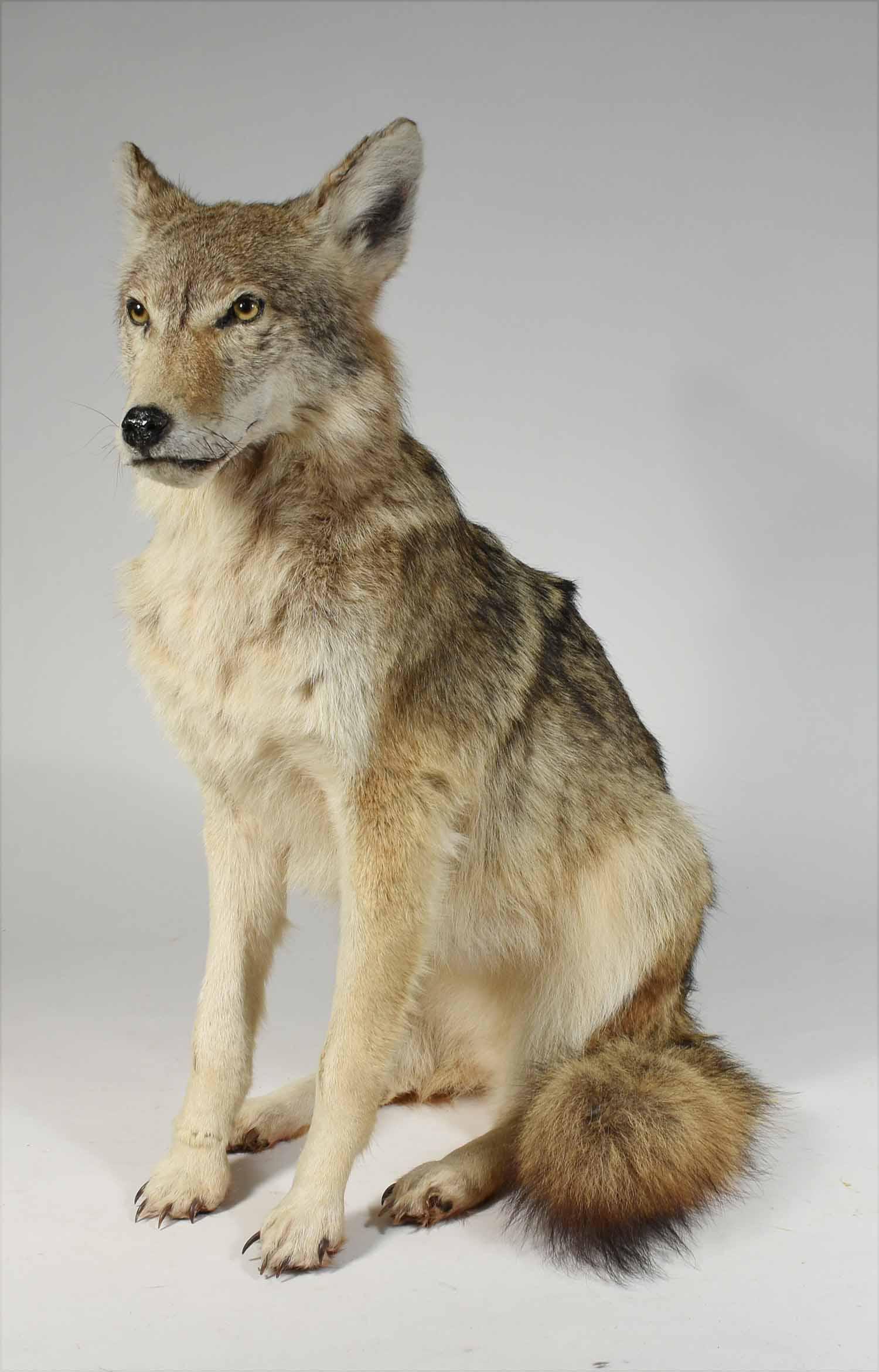 Taxidermy: Arctic wolf: Taxidermy: Arctic wolf, 28” H