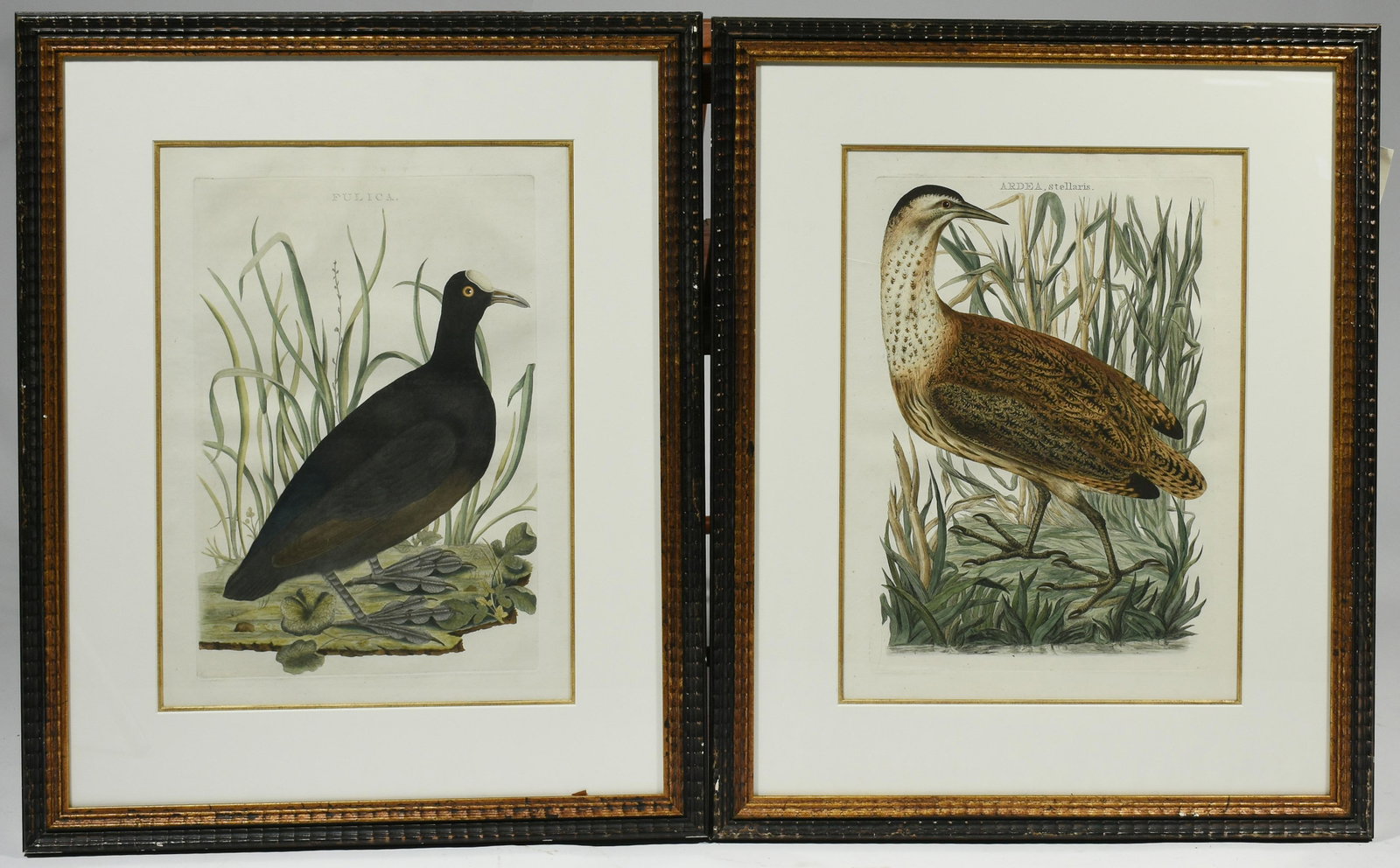 Pair of 18th C. Folio engravings in color: Pair of 18th C. Folio engravings in color, both of birds, “Fulica” & Ardea” in later rippled frames, 19” X 13” (sight size) 27.5” X 21.5” frame.
