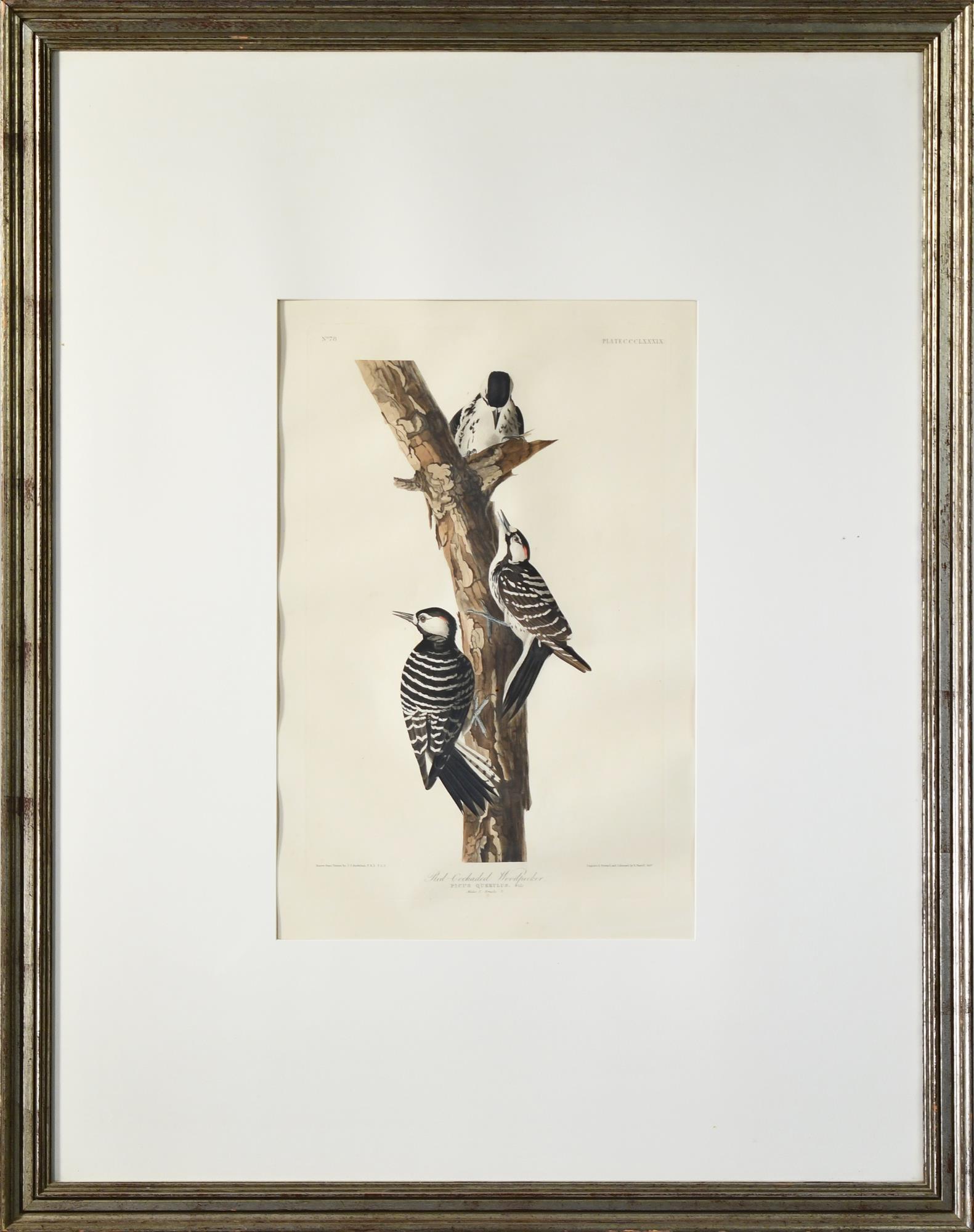 JJ AUDUBON RED-COCKADED WOODPECKER. (1 of 6)