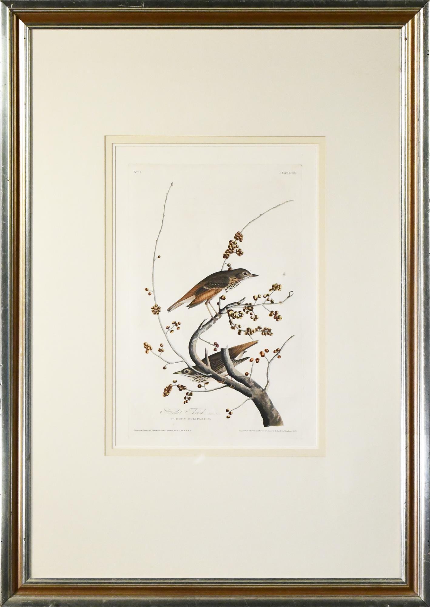 JJ AUDUBON HERMIT THRUSH MALE. (1 of 6)