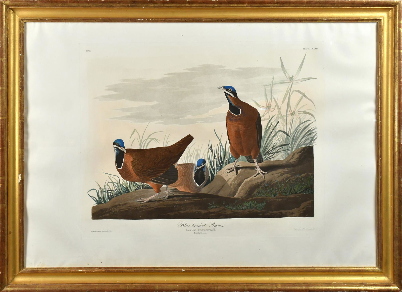 J.J. AUDUBON ENGRAVING, HAVELL EDITION. Jun 01, 2022 William Smith Auctions in NH